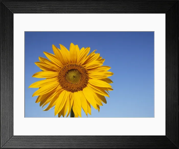 Framed Print : Sunflower, Helianthus spec Framed Print : Sunflower, Helianthus spec