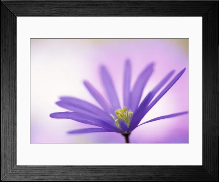 Framed Print : Anemone, Anemone blanda Framed Print : Anemone, Anemone blanda