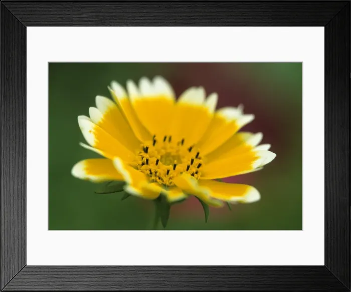 Framed Print : Golden eye Framed Print : Golden eye