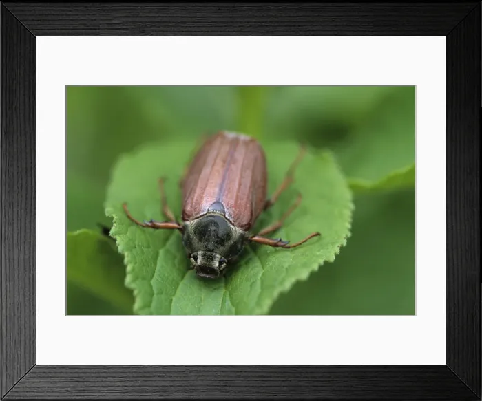 Framed Print : Maybug, Sitophilus zeamais Framed Print : Maybug, Sitophilus zeamais