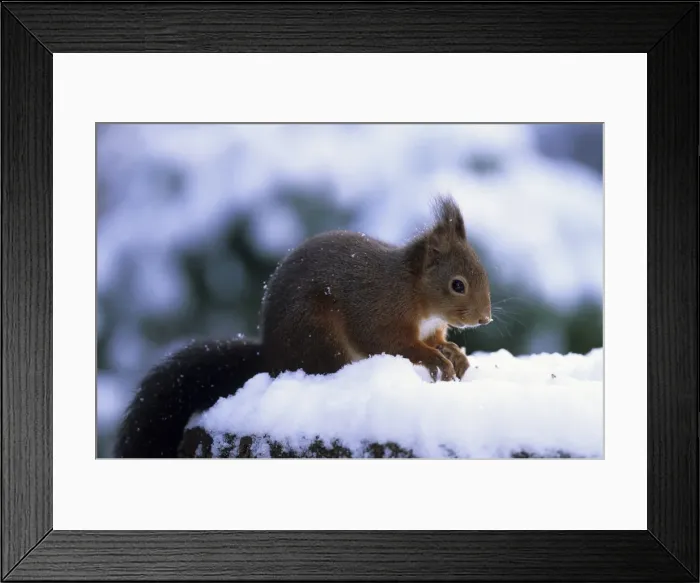 Framed Print : Red squirrel Framed Print : Red squirrel