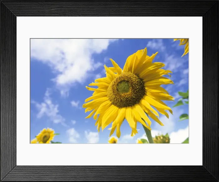 Framed Print : Sunflower, Helianthus species Framed Print : Sunflower, Helianthus species