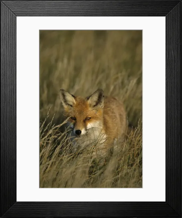 Framed Print : Red fox, Vulpes vulpes Framed Print : Red fox, Vulpes vulpes