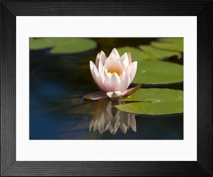 Framed Print : Waterlily, (Nymphaea) Framed Print : Waterlily, (Nymphaea)