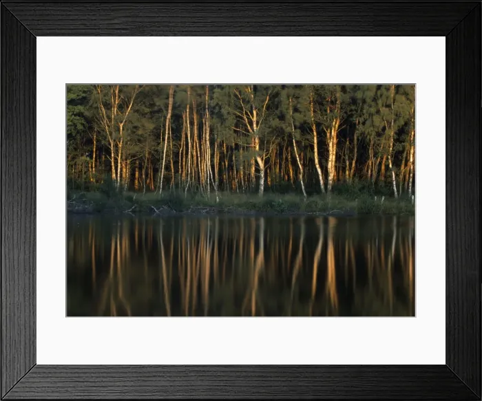 Framed Print : Tree reflection Framed Print : Tree reflection
