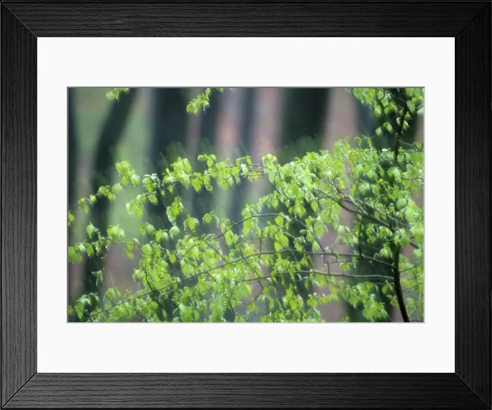 Framed Print : Tree leaves in spring time Framed Print : Tree leaves in spring time