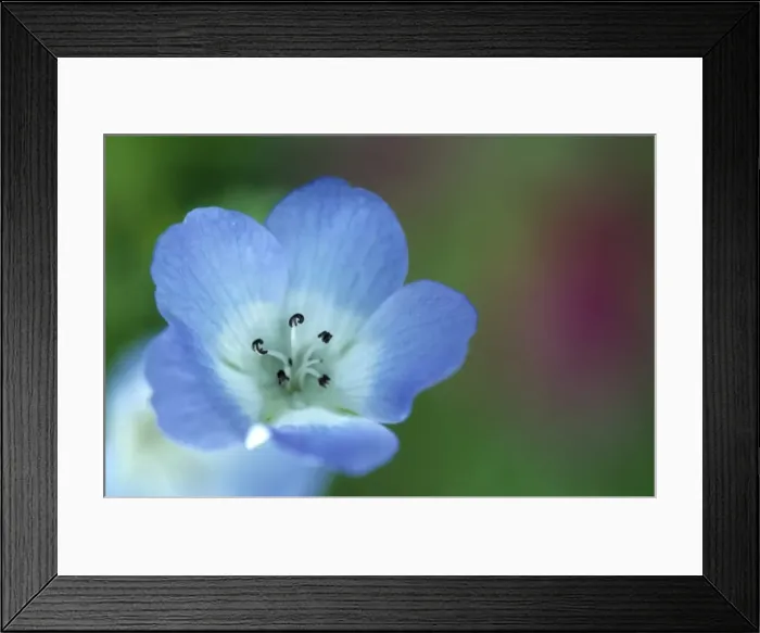 Framed Print : Baby Blue Eyes Framed Print : Baby Blue Eyes