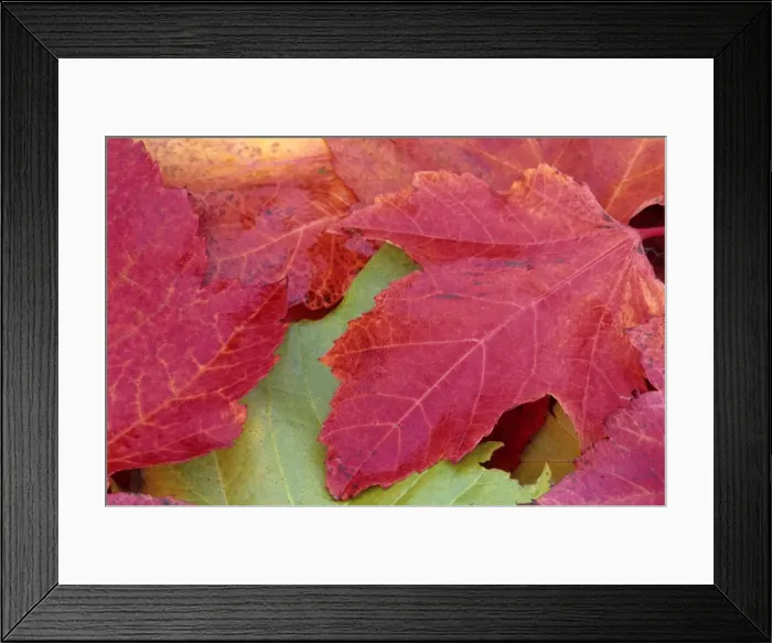 Framed Print : Maple leaves in fall Framed Print : Maple leaves in fall