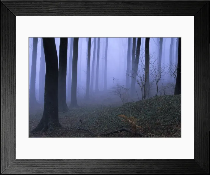 Framed Print : Forest in the fog Framed Print : Forest in the fog
