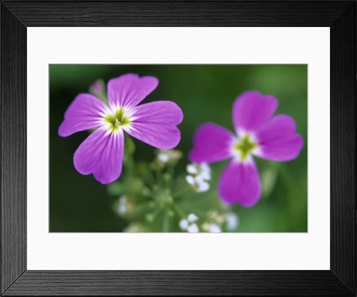 Framed Print : Prairie flax Framed Print : Prairie flax