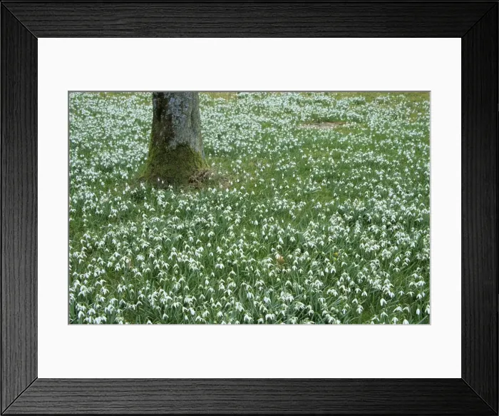 Framed Print : Snowdrops, Galanthus nivalis Framed Print : Snowdrops, Galanthus nivalis
