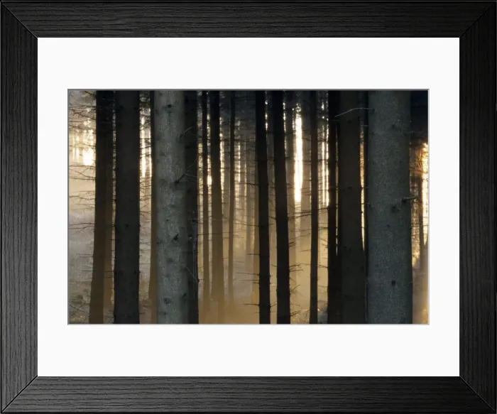 Framed Print : Fog in the forest