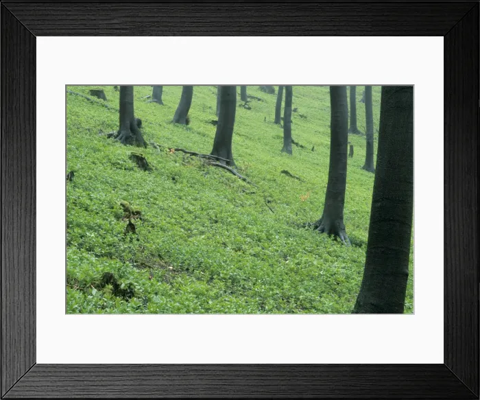 Framed Print : Forest in spring time Framed Print : Forest in spring time