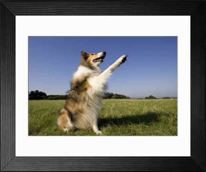 Framed Print : Collie, (Canidae) Framed Print : Collie, (Canidae)