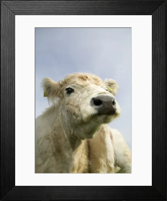 Framed Print : Domestic cattle Framed Print : Domestic cattle
