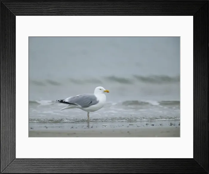 Framed Print : Herring gull Framed Print : Herring gull