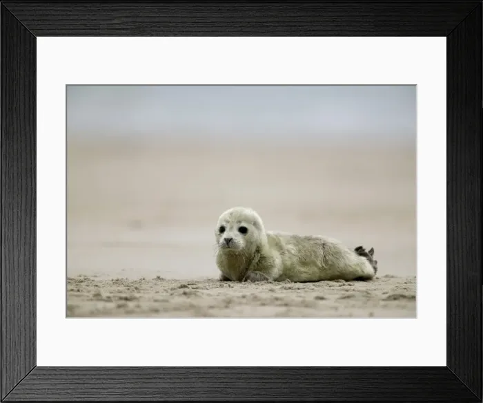 Framed Print : Harbor seal cub Framed Print : Harbor seal cub