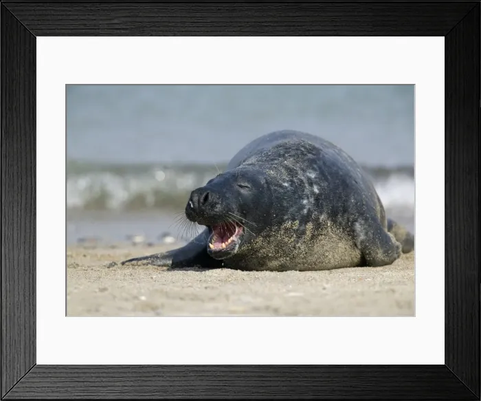 Framed Print : Gray seal (grey seal) Framed Print : Gray seal (grey seal)