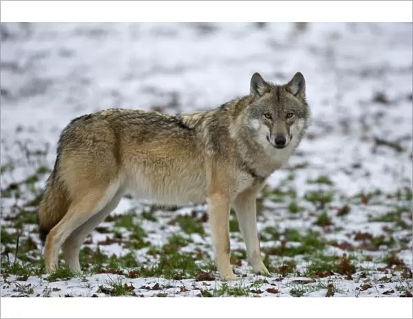 Gray wolf (grey wolf)
