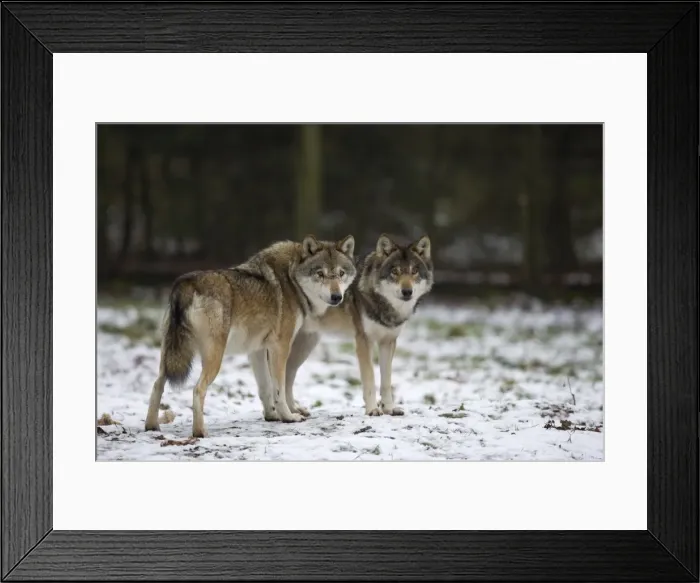 Framed Print : Gray wolf (grey wolf) Framed Print : Gray wolf (grey wolf)