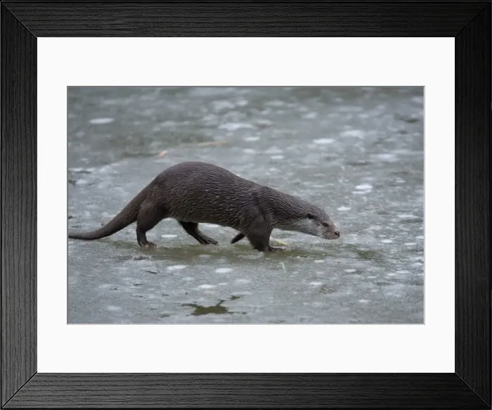 Framed Print : European River Otter Framed Print : European River Otter