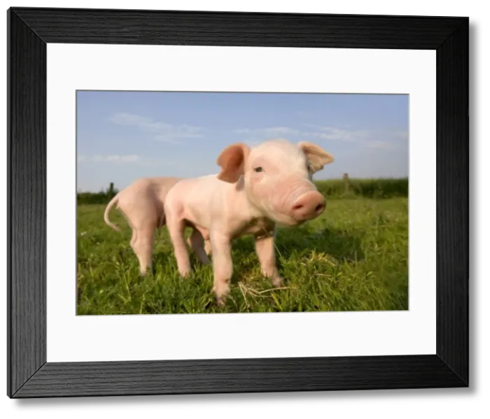 Framed Print : Domestic pig Framed Print : Domestic pig