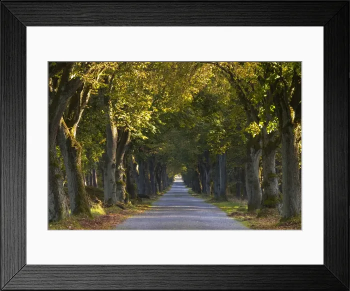 Framed Print : Tree avenue in fall Framed Print : Tree avenue in fall