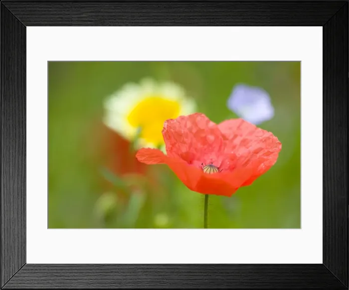 Framed Print : Common poppy (Papaver rhoeas) Framed Print : Common poppy (Papaver rhoeas)