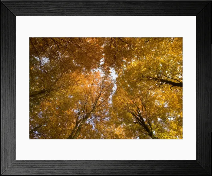Framed Print : Beech tree forest in autumn Framed Print : Beech tree forest in autumn
