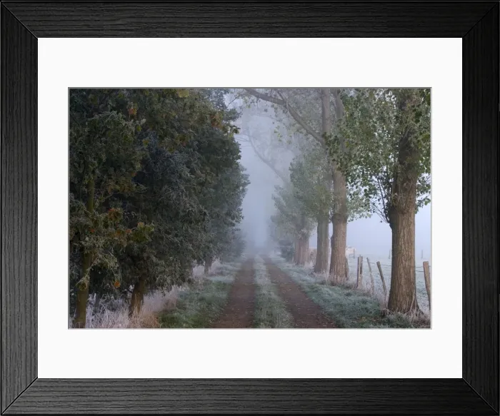 Framed Print : Tree avenue in fall Framed Print : Tree avenue in fall