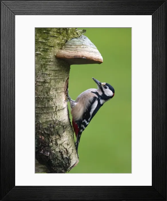 Framed Print : Great Spotted Woodpecker Framed Print : Great Spotted Woodpecker