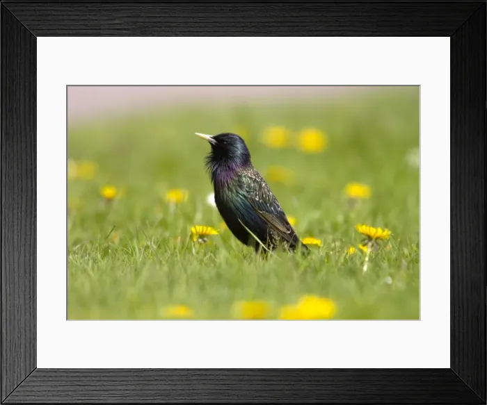 Framed Print : European Starling Framed Print : European Starling