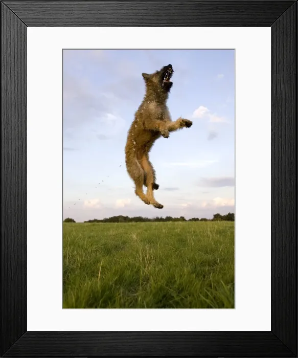 Framed Print : Belgian Shepherd Framed Print : Belgian Shepherd