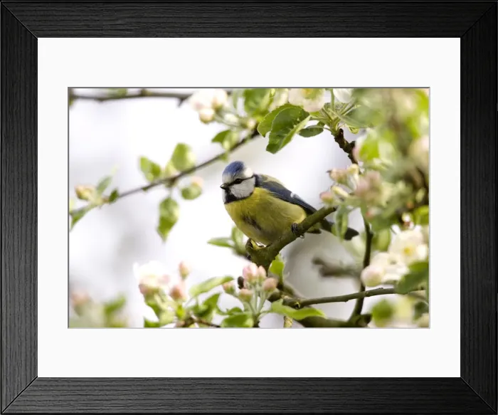 Framed Print : Blue Tit, (Parus caeruleus) Framed Print : Blue Tit, (Parus caeruleus)