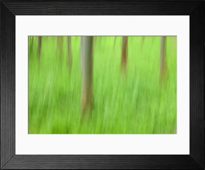 Framed Print : Trees, Forest Framed Print : Trees, Forest