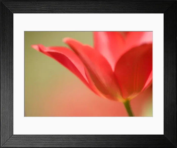 Framed Print : Tulip, (Tulipa spec