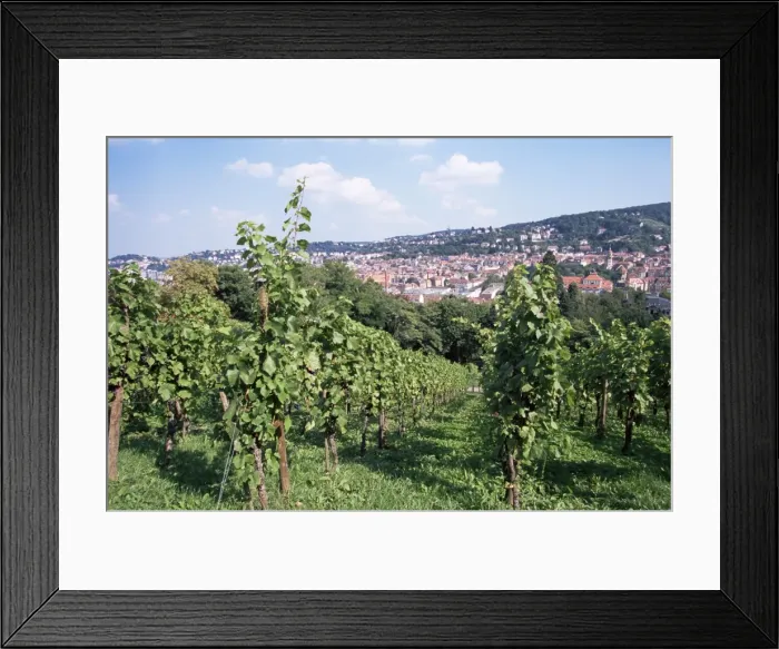 Framed Print : Vineyards at Karlshohe