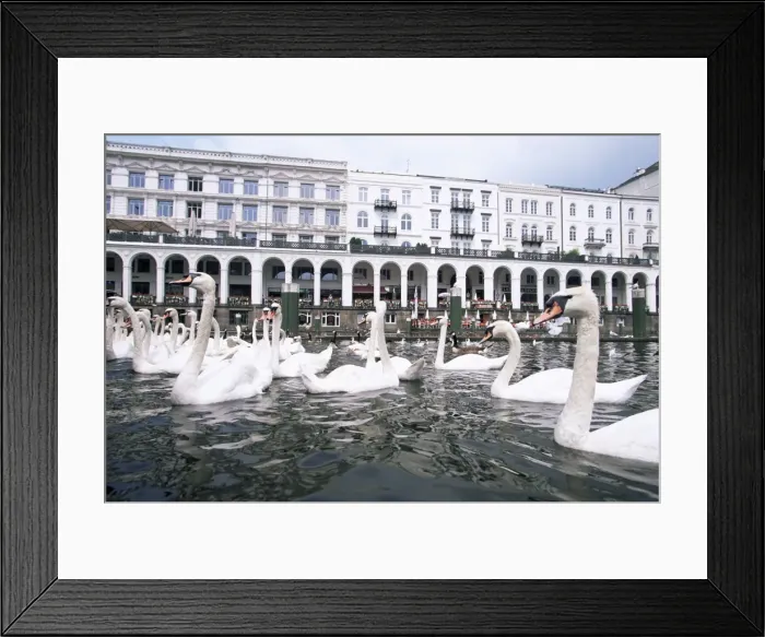 Framed Print : Swans in front of the Alster arcades in the Altstadt (Old Town) Framed Print : Swans in front of the Alster arcades in the Altstadt (Old Town)