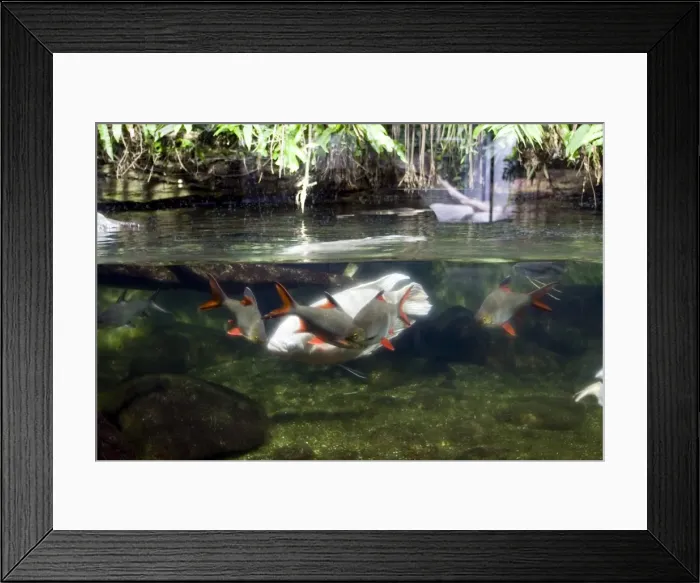 Framed Print : Fish aquarium at Wilhelma Zoo and Botanical Gardens Framed Print : Fish aquarium at Wilhelma Zoo and Botanical Gardens