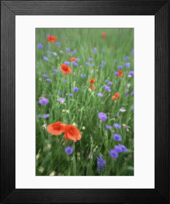 Framed Print : Corn poppy (Papaver rhoeas) Framed Print : Corn poppy (Papaver rhoeas)