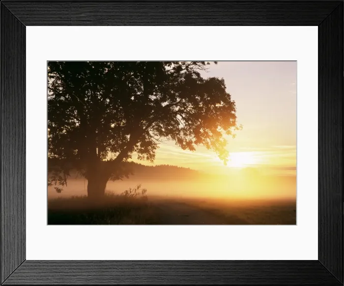 Framed Print : Tree and morning fog Framed Print : Tree and morning fog