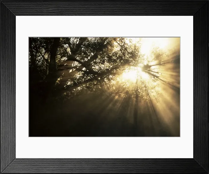 Framed Print : Light rays through trees Framed Print : Light rays through trees