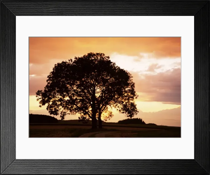 Framed Print : Silhouette of a tree at sunset Framed Print : Silhouette of a tree at sunset
