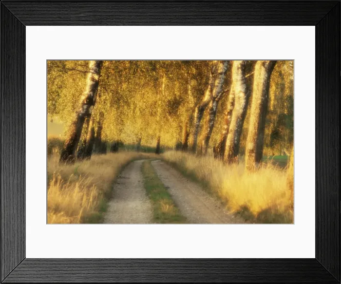 Framed Print : Avenue of birch trees in evening light Framed Print : Avenue of birch trees in evening light