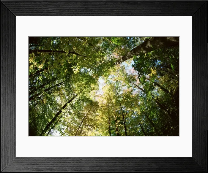 Framed Print : Sugar maple trees in autumn Framed Print : Sugar maple trees in autumn