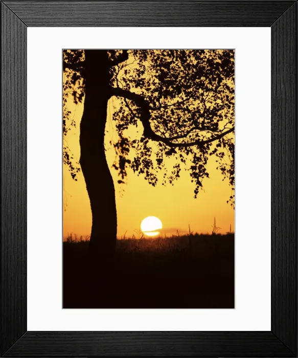 Framed Print : Silhouette of birch tree and setting sun Framed Print : Silhouette of birch tree and setting sun