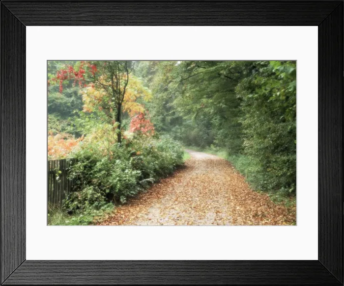 Framed Print : Country road with autumn leaves and colourful trees Framed Print : Country road with autumn leaves and colourful trees