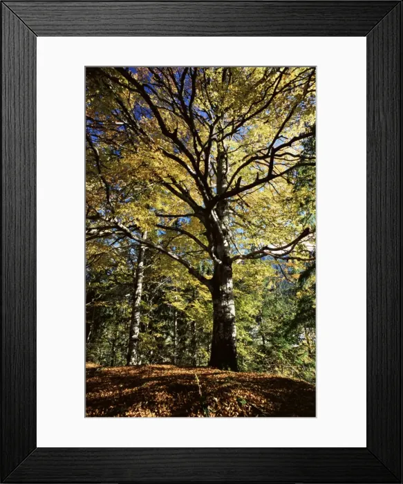 Framed Print : Tree with autumn colours Framed Print : Tree with autumn colours