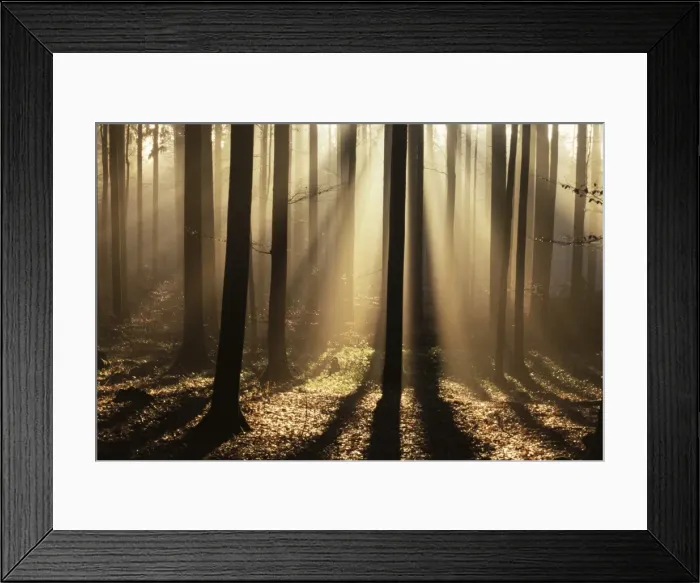Framed Print : Foggy forest and sunrays Framed Print : Foggy forest and sunrays