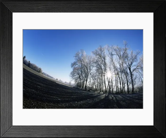 Framed Print : Trees with hoar frost and rising sun Framed Print : Trees with hoar frost and rising sun